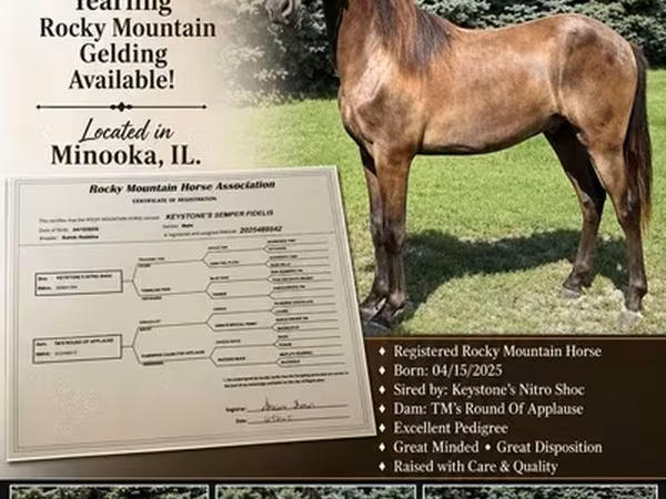 Hengst, Rocky Mountain Horse