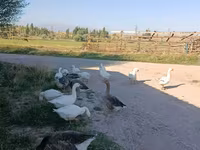Geese — 2-rasm