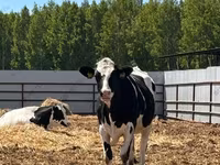 Kuh, Holstein-Rasse — Foto 6