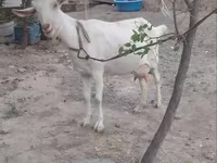 Эчки, Козулар — сүрөт 1