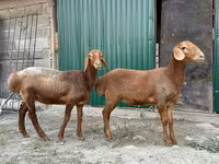भेड़, भेड़ — फ़ोटो 1