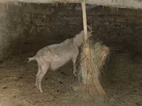 Cabra, Alpine goat — foto 6