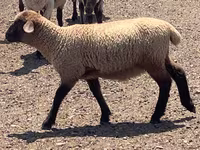 كبش, Hampshire sheep — الصورة 6