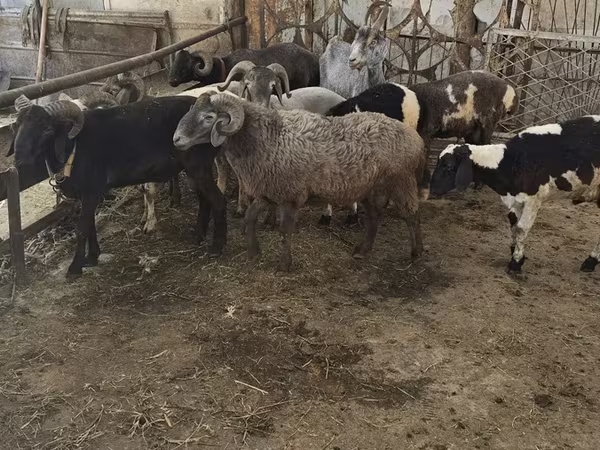 Кой, Койлор