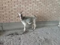 Коза, Альпийская коза — фото 2