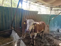 ثور, Simmental cattle — الصورة 3