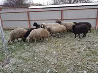 Oveja, Ovejas — foto 3