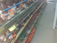 Chickens — Foto 2
