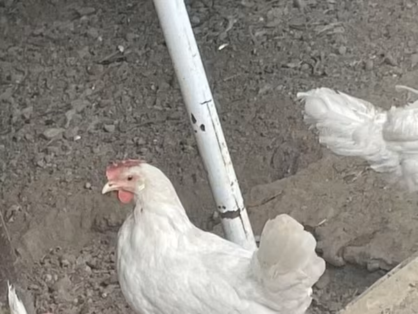 leghorn