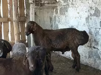 كبش, Hissar sheep — الصورة 1