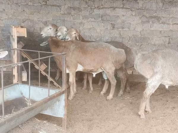 Sheep