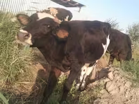 Bulle, Holstein-Rasse — Foto 8