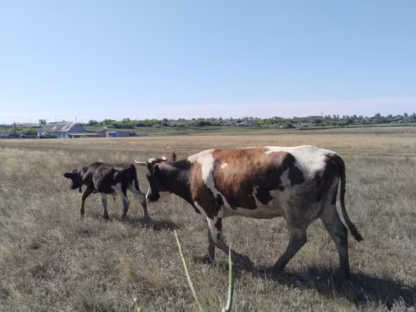 Букачар, Сиырлар — Казакстан