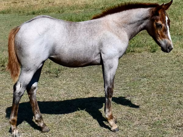 母马, Quarter Horse