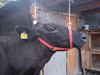 Kuh, Swiss cattle — Foto 4