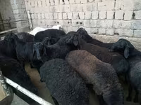 Qoʻchqor, Rhon sheep — 5-rasm