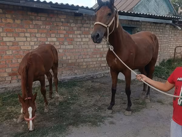Бээ, Англиянын таза кандуу аттары