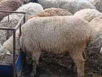 Ram, Hissar sheep — photo 8