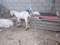 عنزة, الماعز — الصورة 8