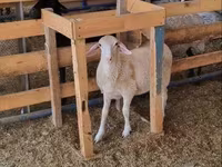 Widder, Romanov sheep — Foto 4