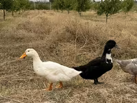 Ducks — foto 4
