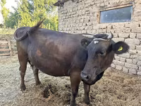 Vaca, Swiss cattle — foto 4