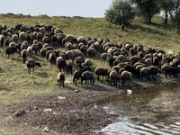 Schaf, Schafe — Foto 4