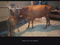 Vaca, Ganado vacuno — foto 3