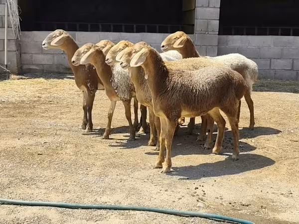 Arashan sheep