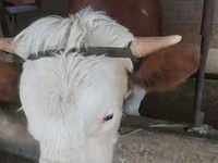 सांड, गोलस्टीन नस्ल — फ़ोटो 6