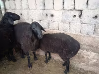 كبش, الأغنام — الصورة 6