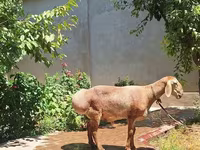 Carnero, Arashan sheep — foto 2