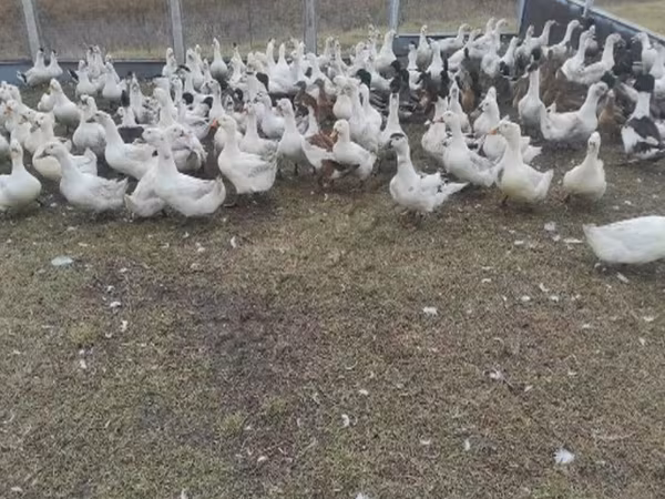 Каздар