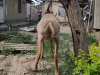 Кочкор, Эдильбай койу — сүрөт 4