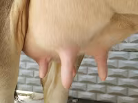 母牛, Swiss cattle — 照片 6