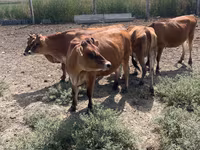 गाय, जर्सी नस्ल — फ़ोटो 4