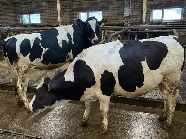 Kuh, Holstein-Rasse