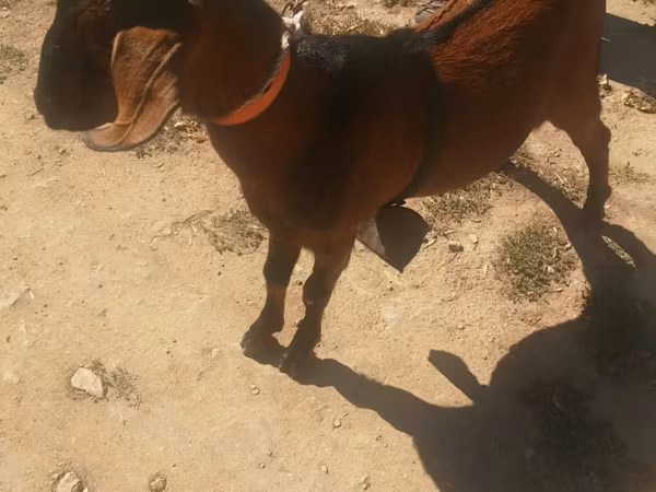 बकरा, Nubian Goat