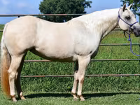 فرس, Quarter Horse — الصورة 7