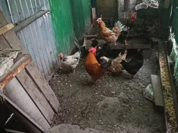 Chickens