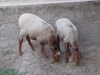 كبش, الأغنام — الصورة 5