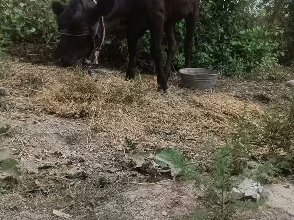 بقرة, الماشية — قيرغيزستان