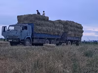 Сено в тюках (пресс-подборщик, стандартный прямоугольный тюк). - — फ़ोटो 3