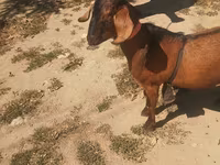 Taka, Nubian Goat — 3-rasm