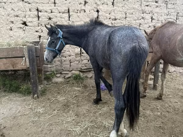 Hengst, Friesian sport horse — Kirgisistan