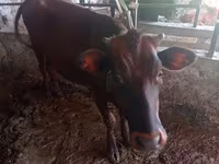 Vaca, Ganado vacuno — foto 2