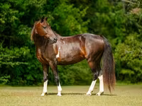 Бие, American paint horse — 3-сурет