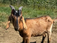 बकरा, Nubian Goat — फ़ोटो 3