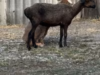 Кочкор, Койлор — сүрөт 4