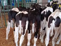 Bulle, Holstein-Rasse — Foto 1